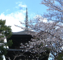 桜の季節